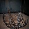 izanne wiid caged 09
